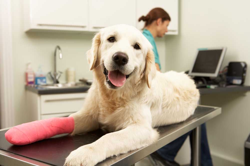 Pet Orthopedics