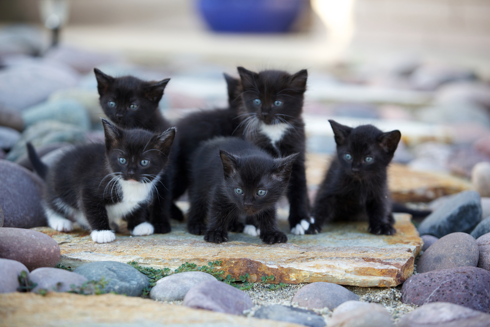 A litter of kittens waiting to get Spay and Neutered